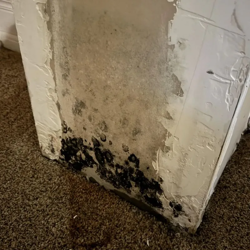 Professional Mold Removal in Masury, OH
